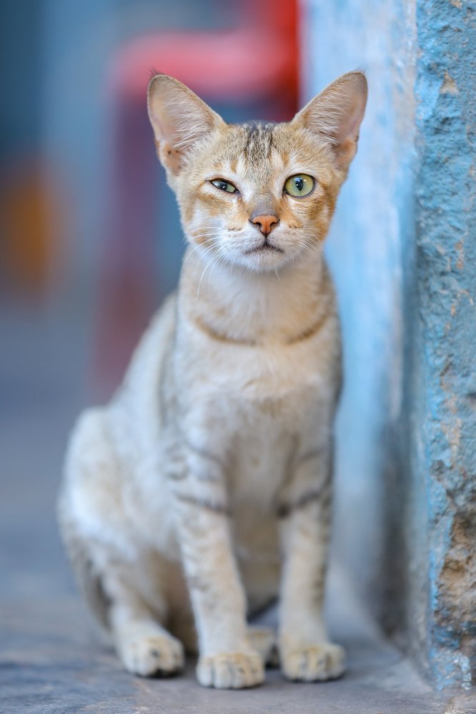 Фотография автора Navamani James