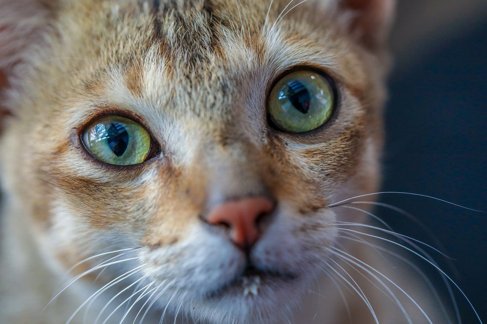 Фотография автора Navamani James