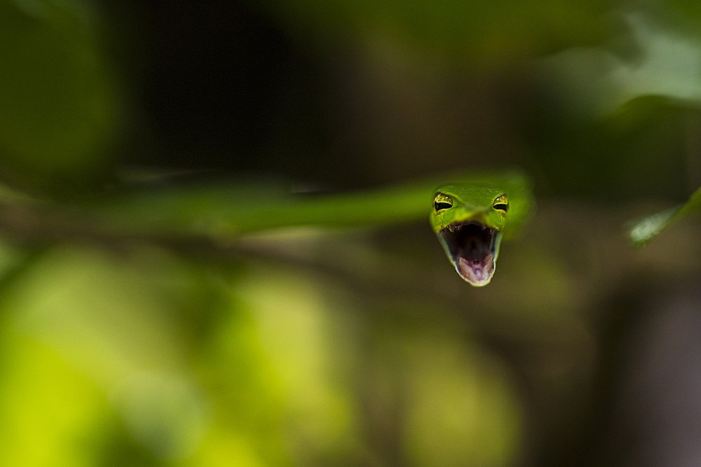 Photograph by Ambica Pramod