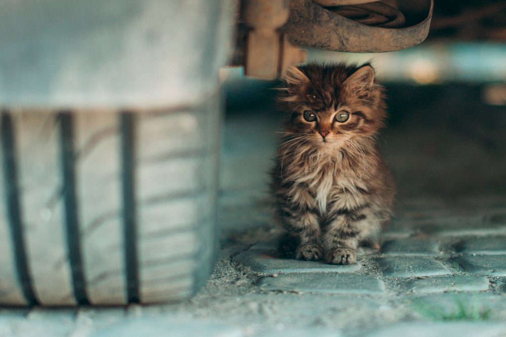 Photograph by Илья Кузнецов