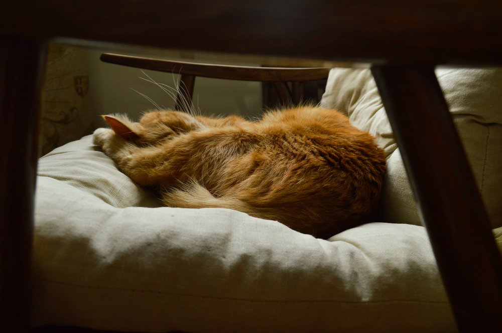 Photograph by Полина Журавлева