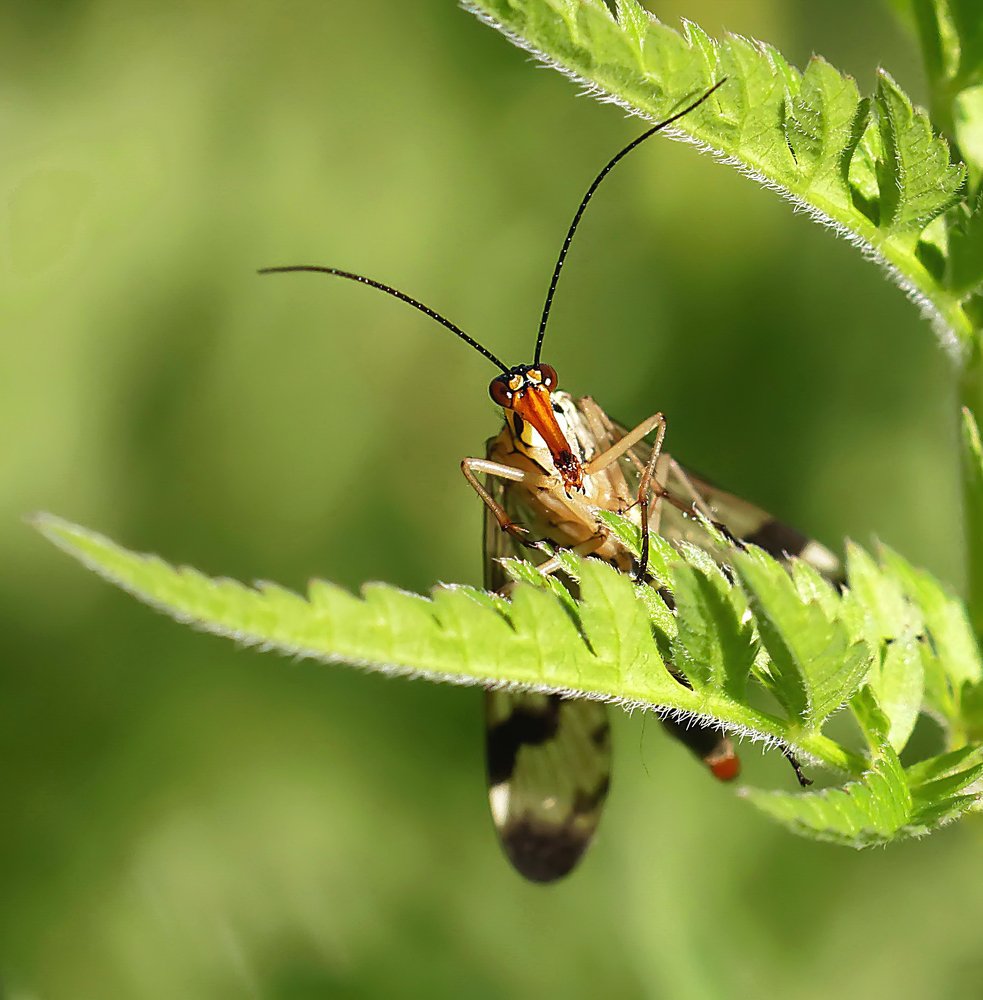Mouche scorpion.