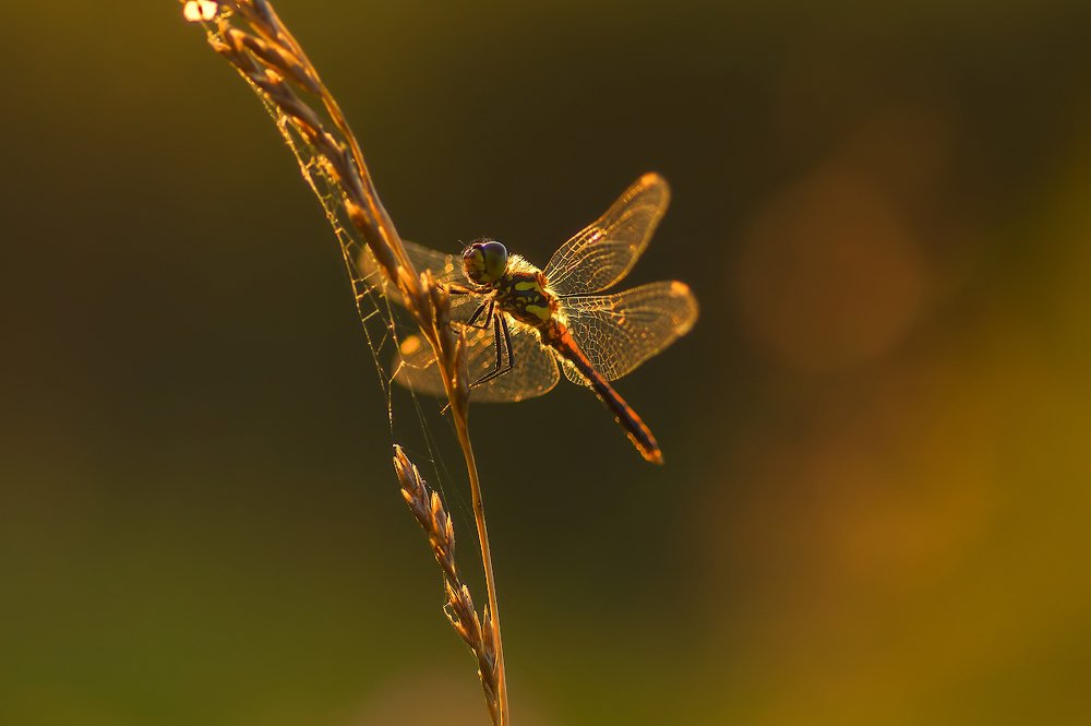 Photograph by Марина Мурашова