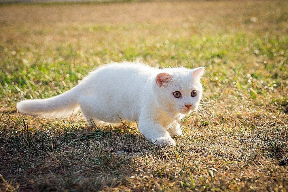 Фотография автора Юрий Корнеев