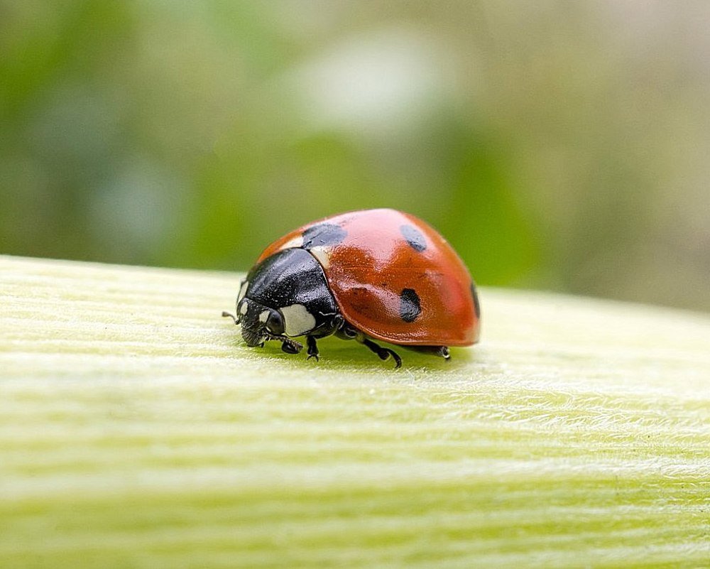 Божья коровка