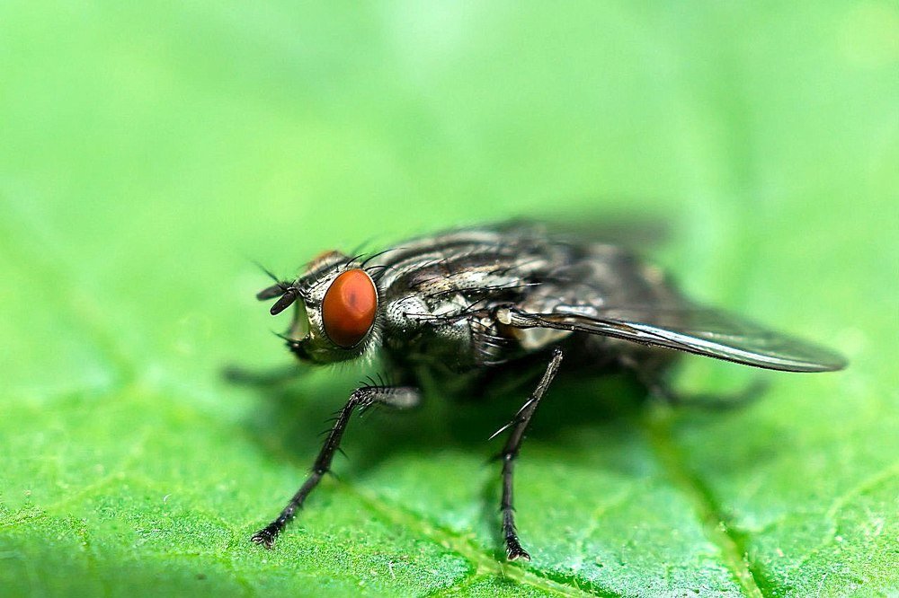 Фотография автора Юрий Корнеев