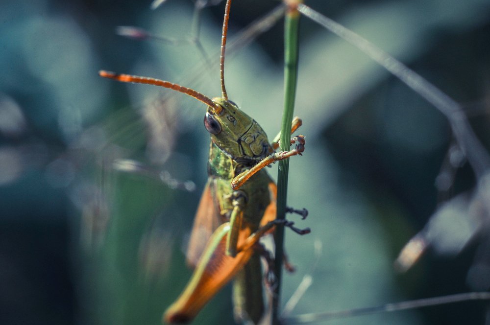 Photograph by Олеся zme