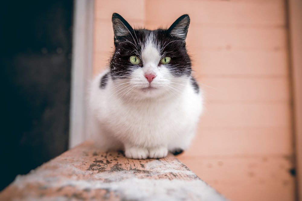 Photograph by Слава Ольшевская