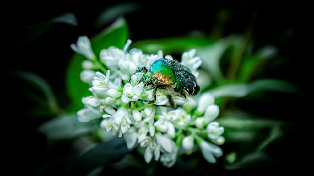 Бронзовка Лакомка