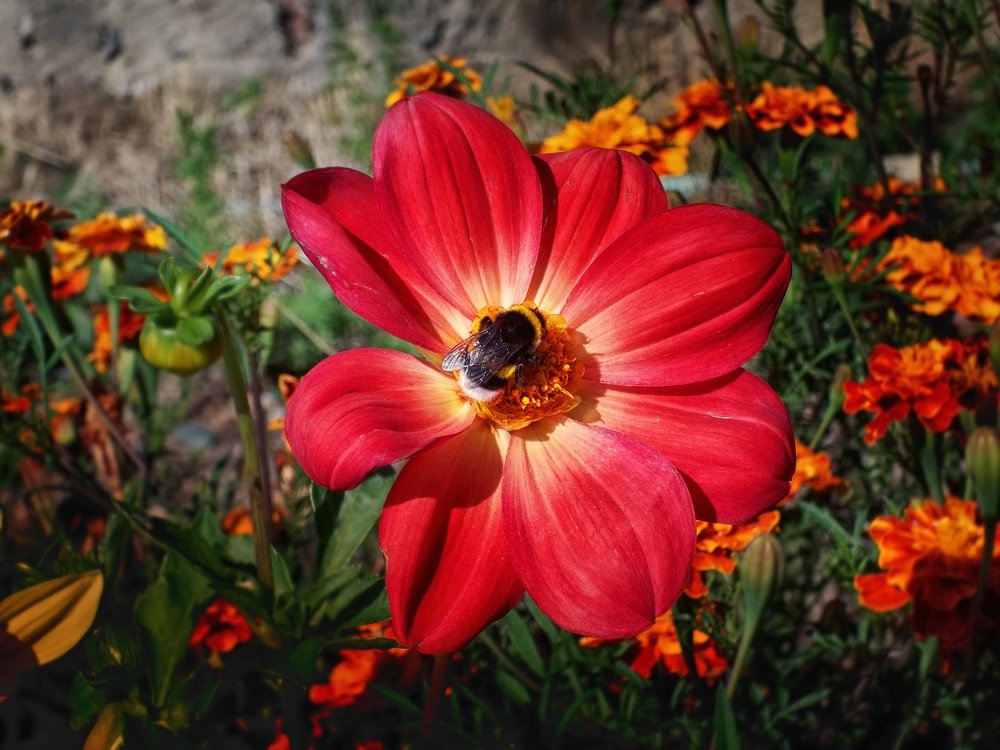 Шмель в цветах