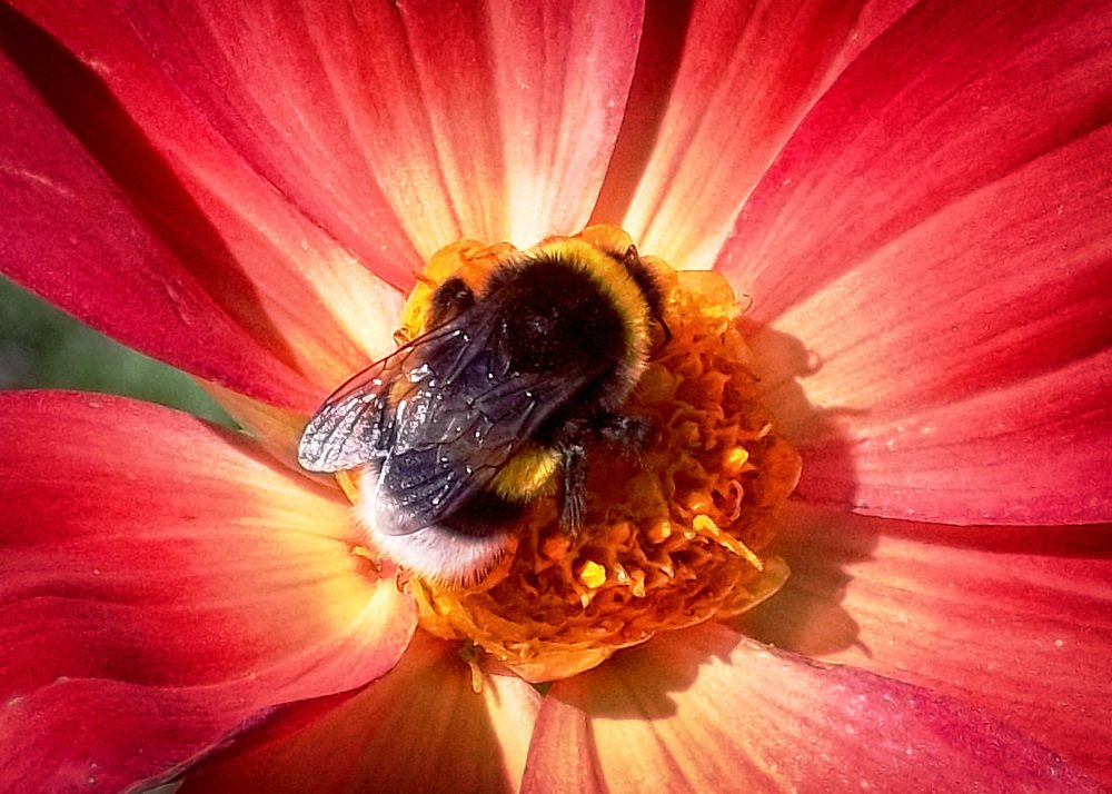 Пчел-Пушистик