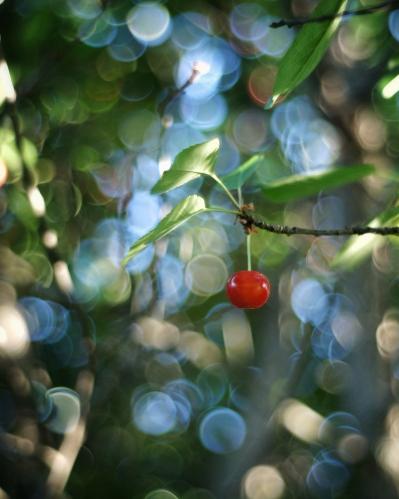 Photograph by Светлана Шибаршина