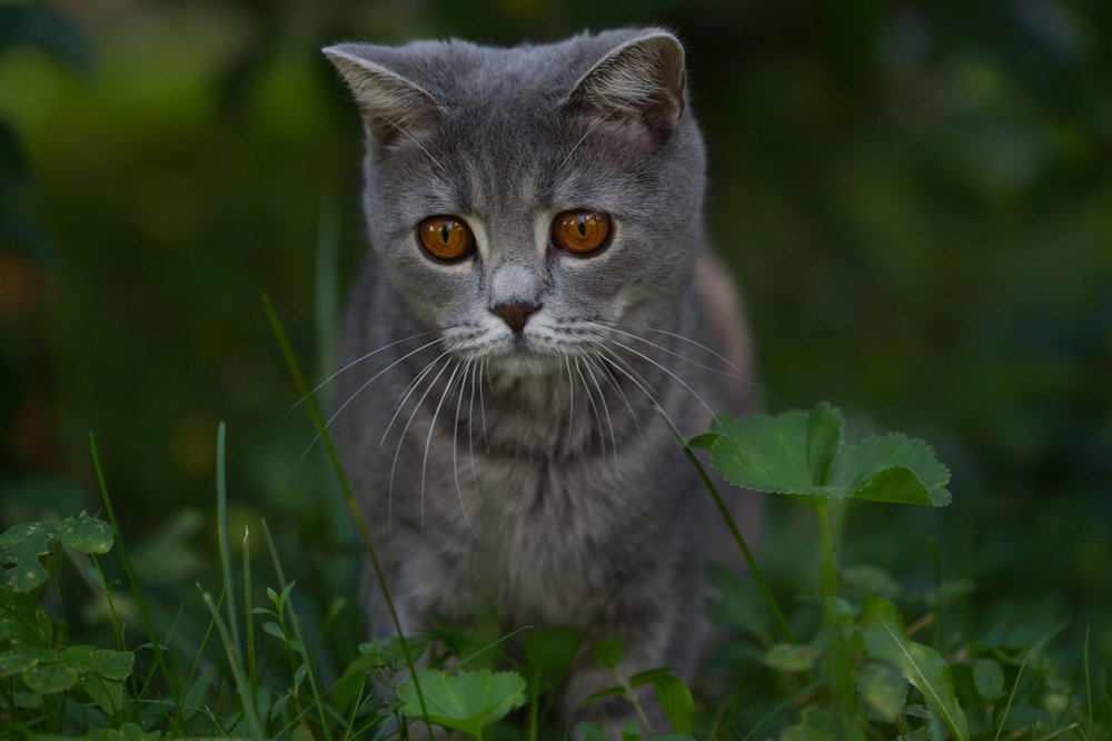 Photograph by Светлана Алексеева