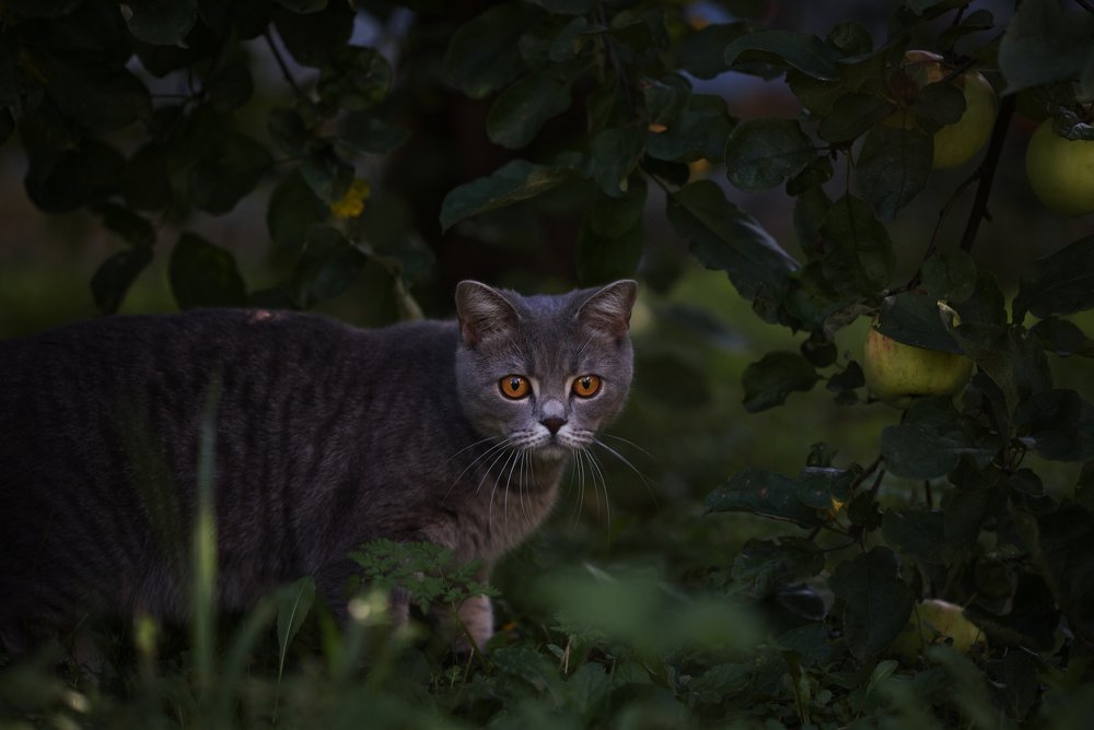 Photograph by Светлана Алексеева