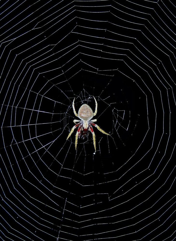 Spread The Net For Hunting