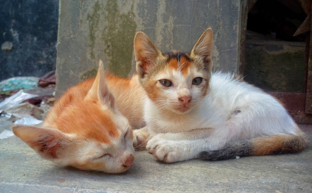 Photograph by  Imran Hamid Sabbir