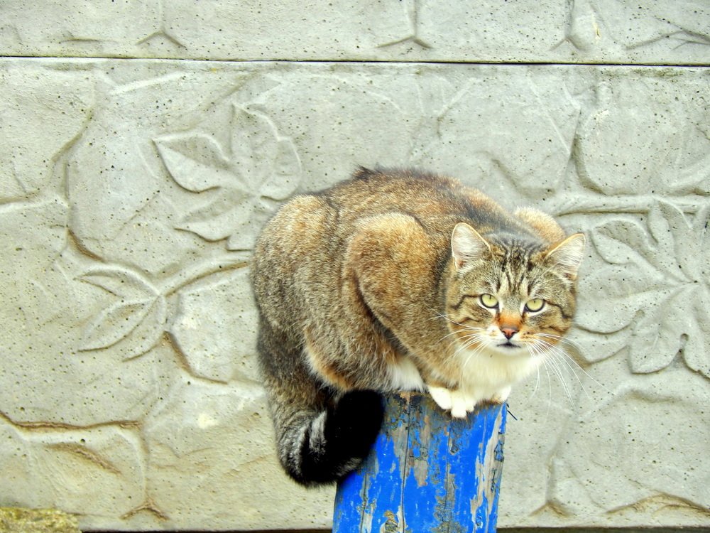 Photograph by Сашко Губаревич