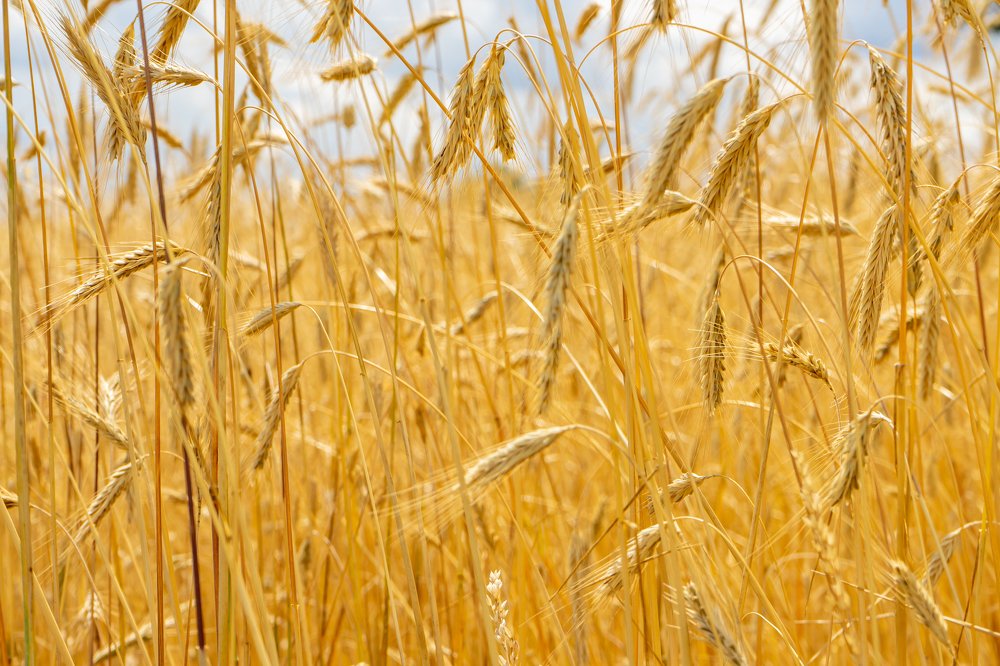 Golden rye, золотая рожь