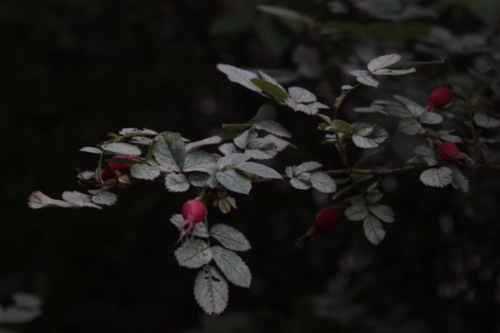 Photograph by Данил Борохтянов