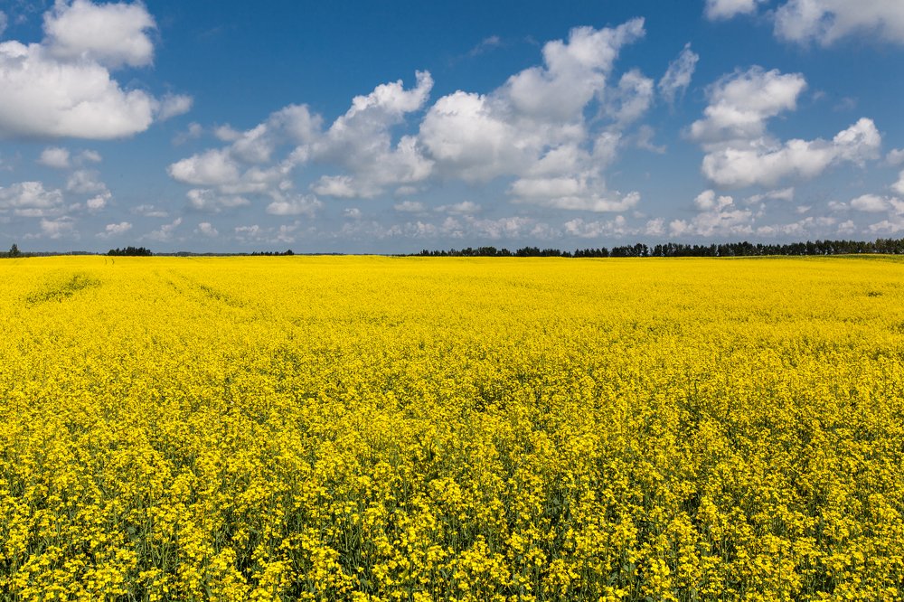 Photograph by Александр Лапшин