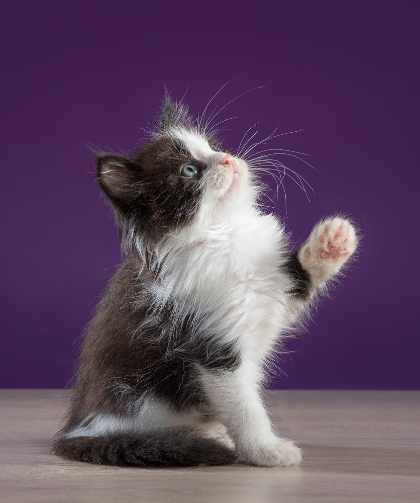 Коттэ Метис