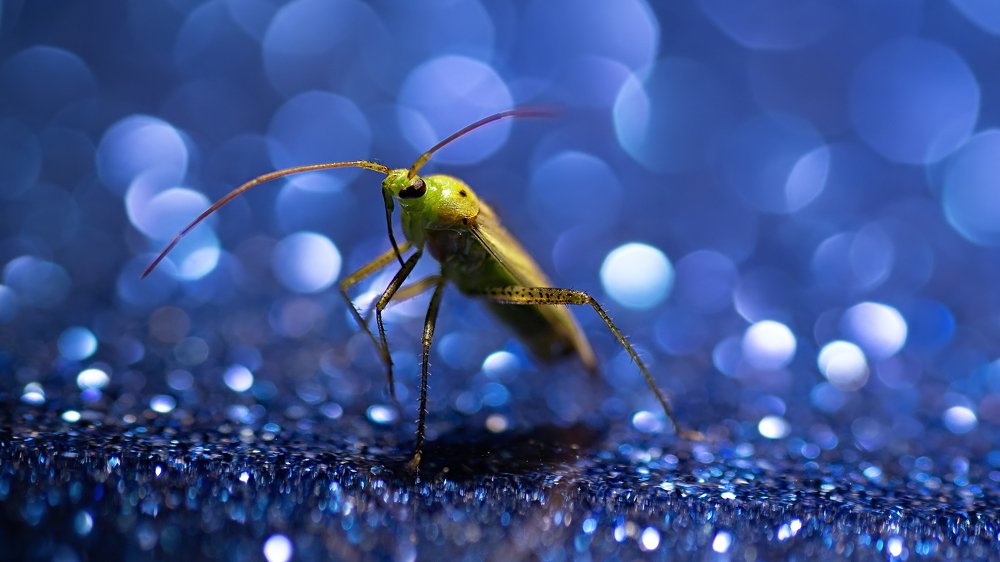 Букашка в бокешках