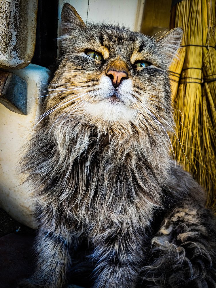 Дачный хозяин