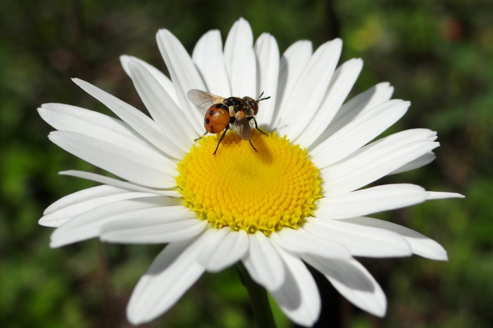 Photograph by Александра Петряева