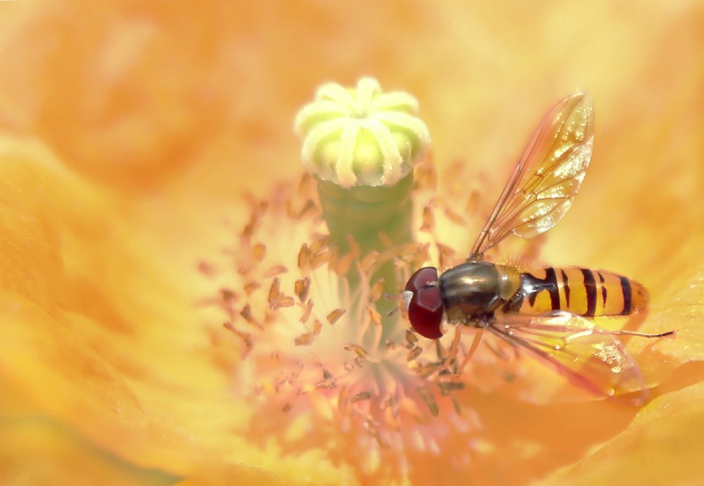 Оса в гостях у мака.