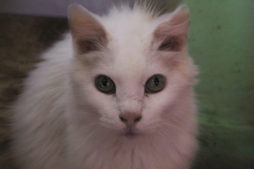 Photograph by Людмила Бутова