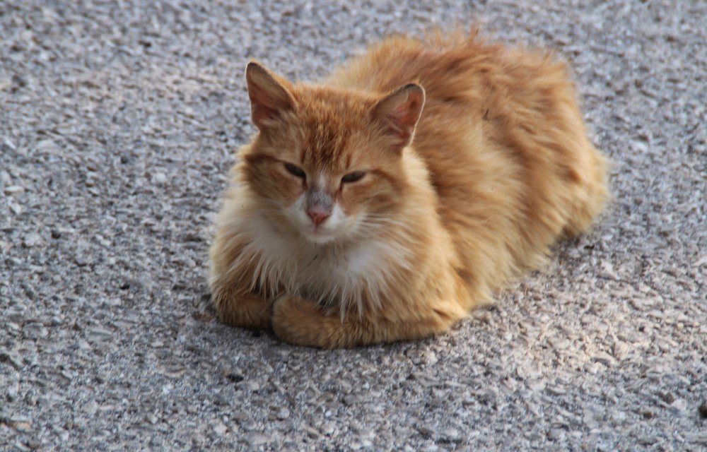 Photograph by Людмила Бутова