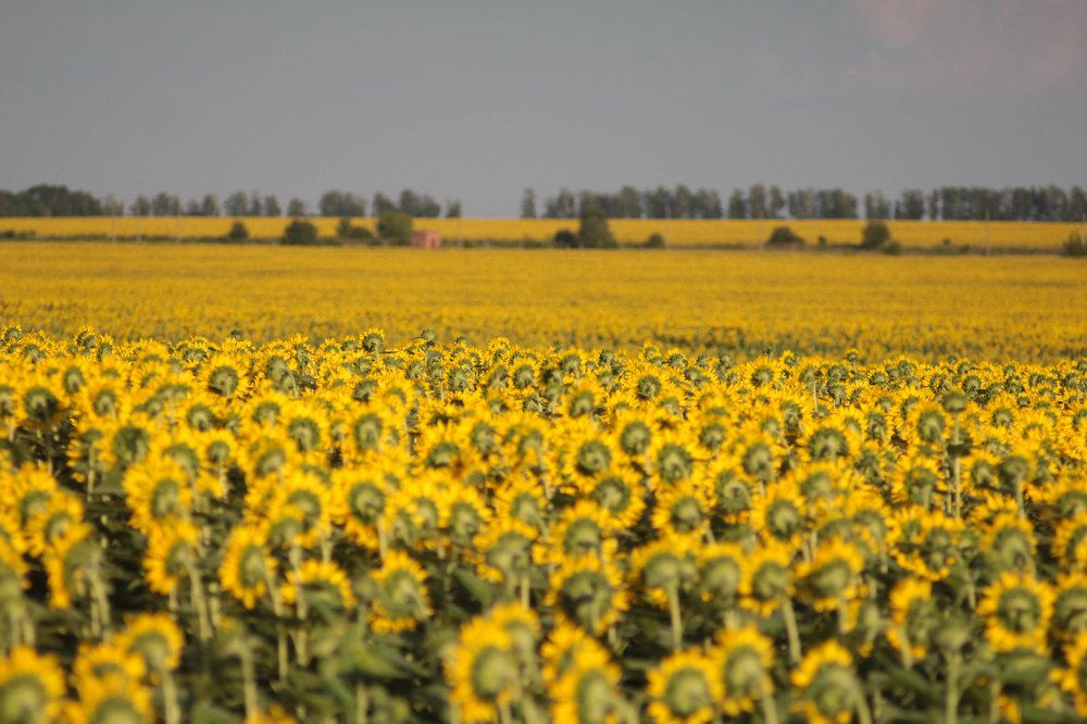 Photograph by Александра Петряева
