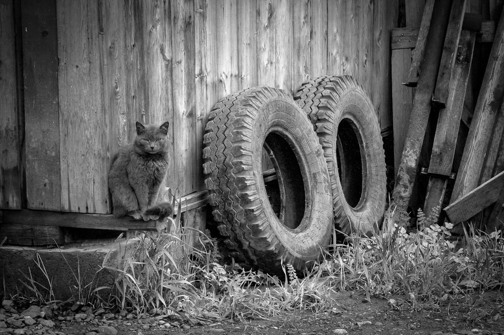 Photograph by Алексей Вымятнин