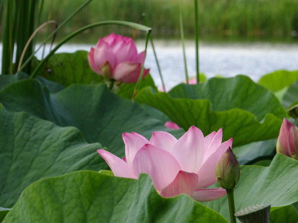 Photograph by Александра Петряева