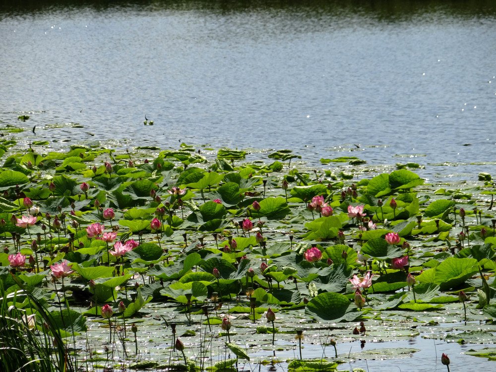 Photograph by Александра Петряева