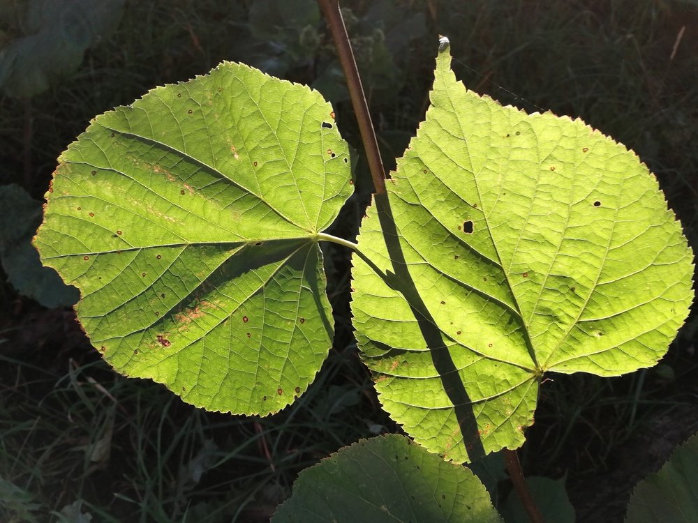 Photograph by Ирина