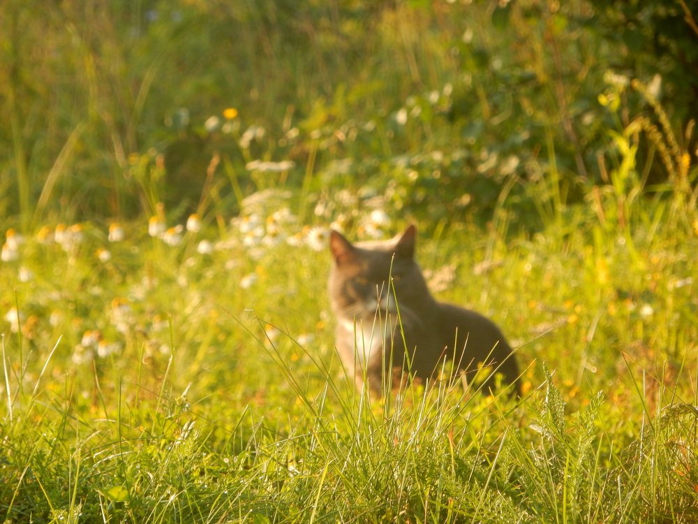 Кошка среди зелени