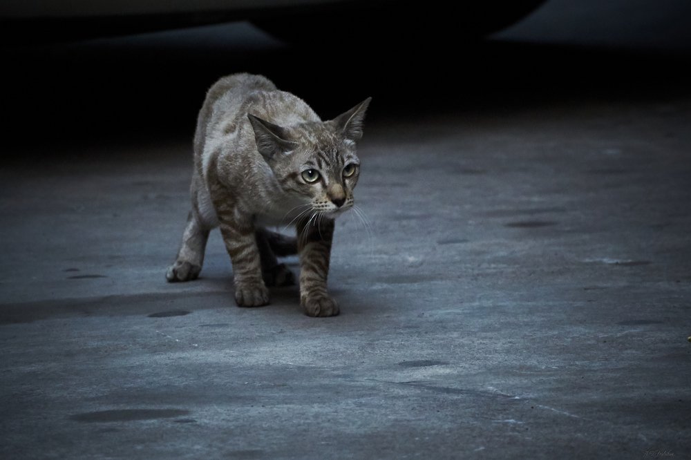 Photograph by Мельников Алексей