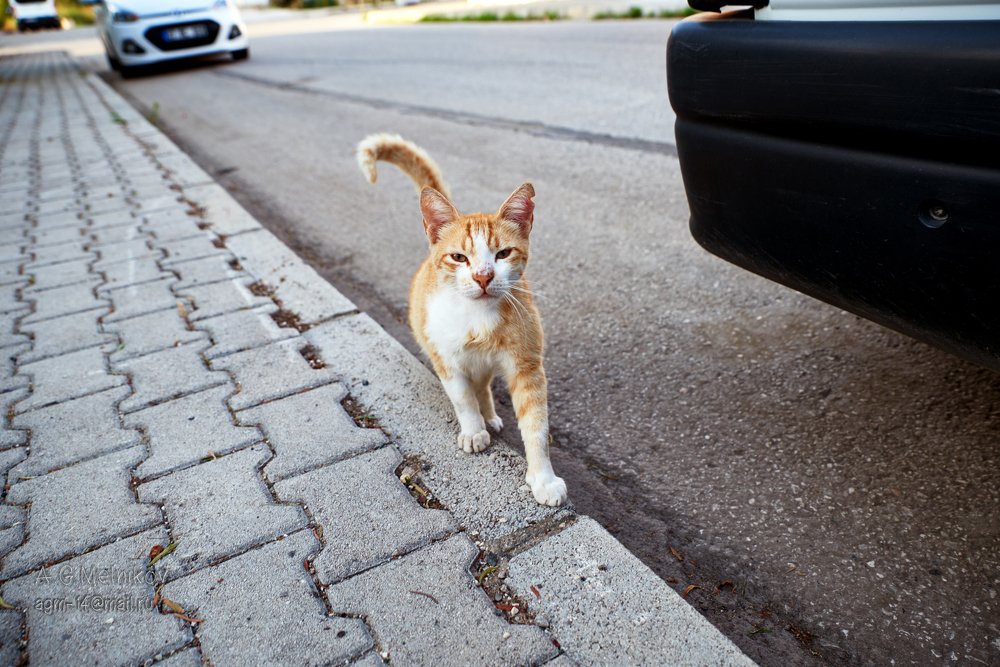 Photograph by Мельников Алексей