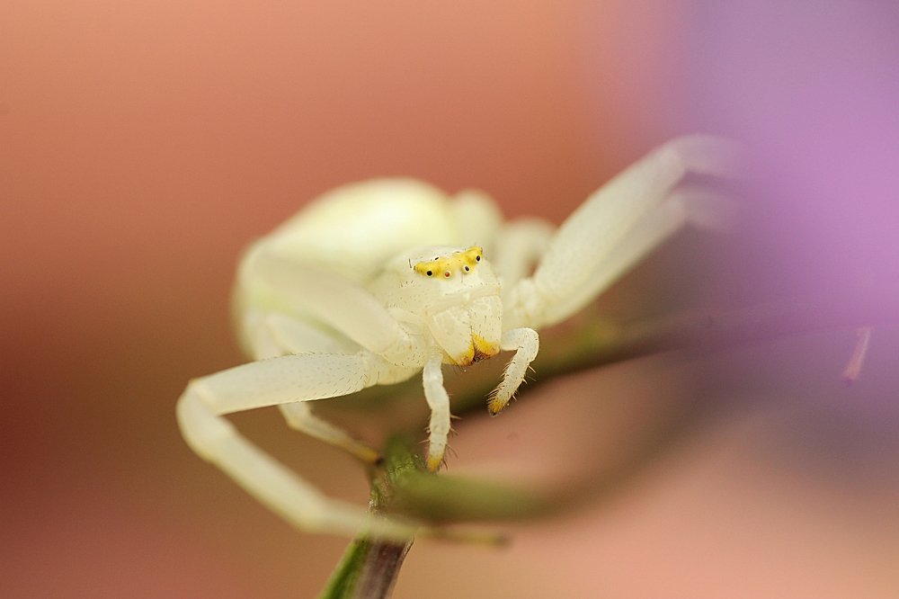 Фотография автора Peter Janso