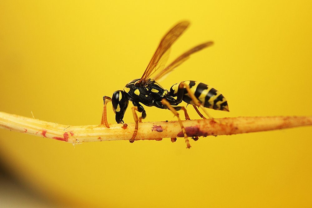 Фотография автора Peter Janso