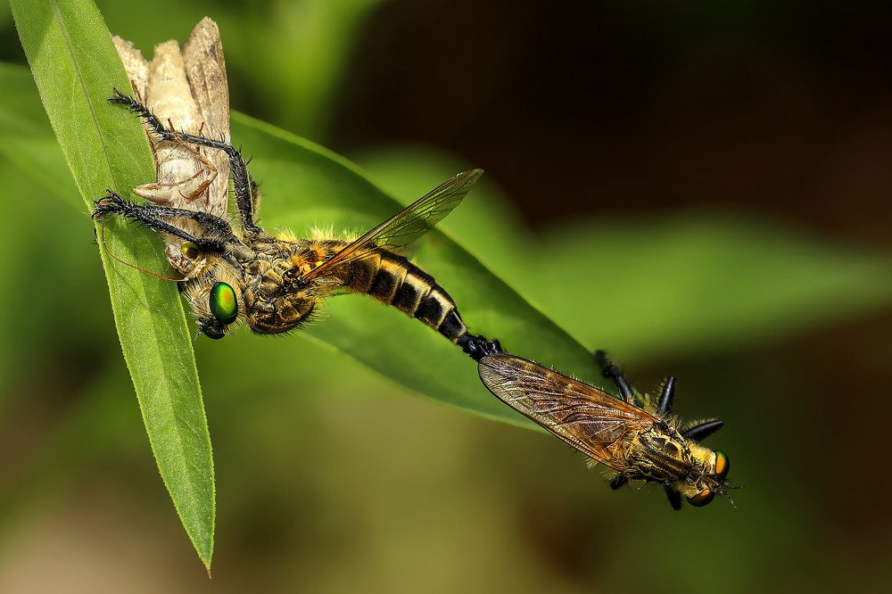 Photograph by Partha Chakraborty