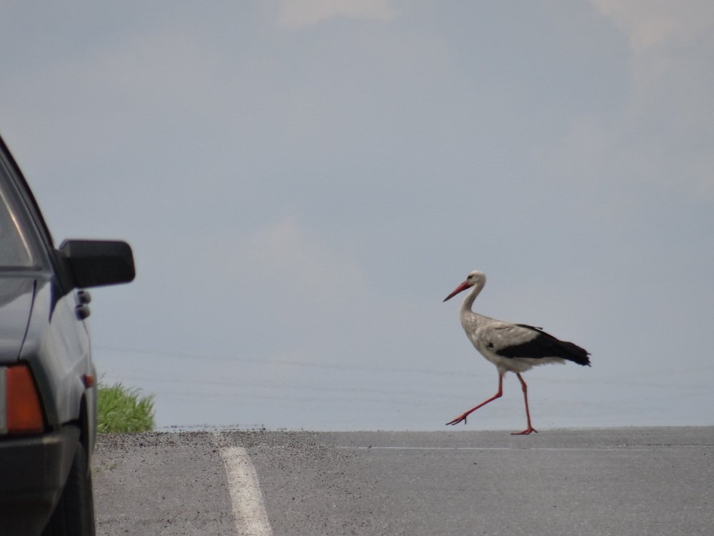Photograph by Александра Петряева