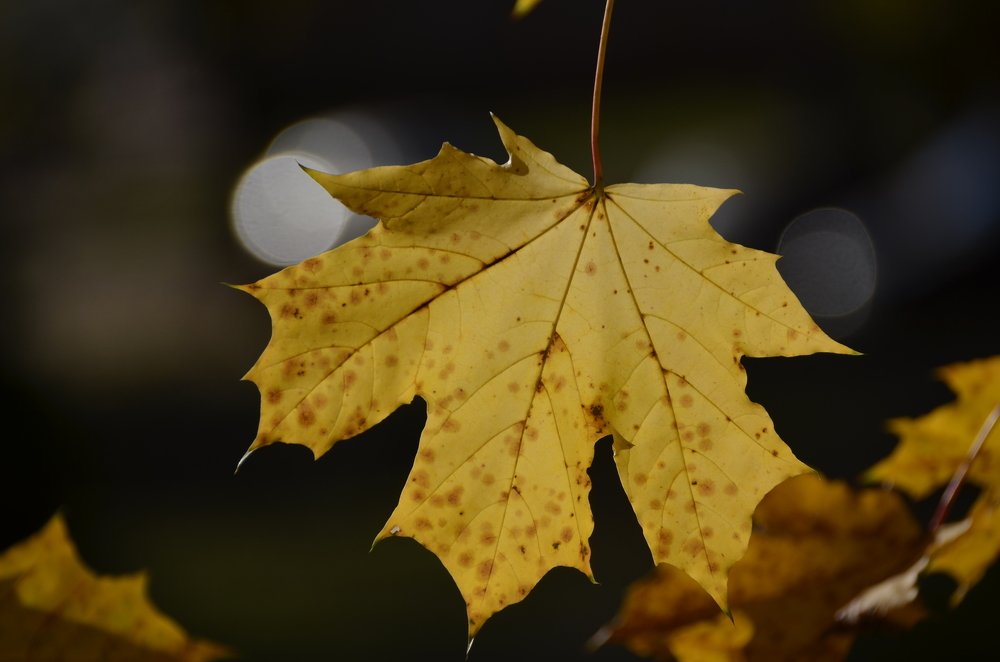 Photograph by Николай Соколовский