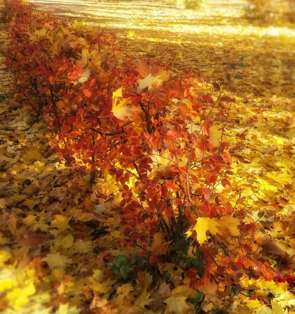 Photograph by Людмила М