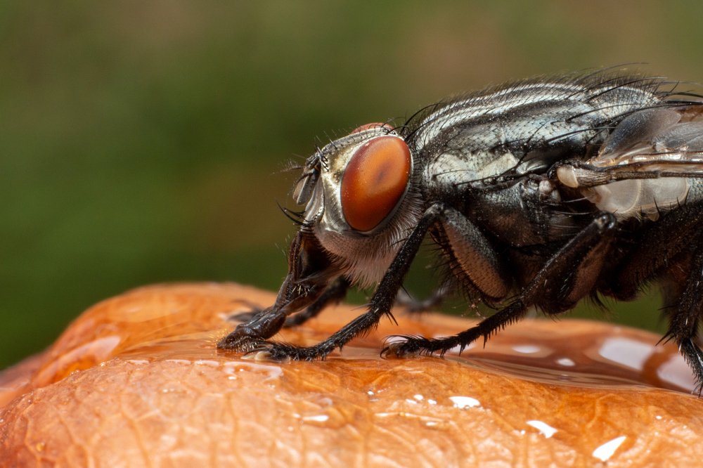 Сладкоежка