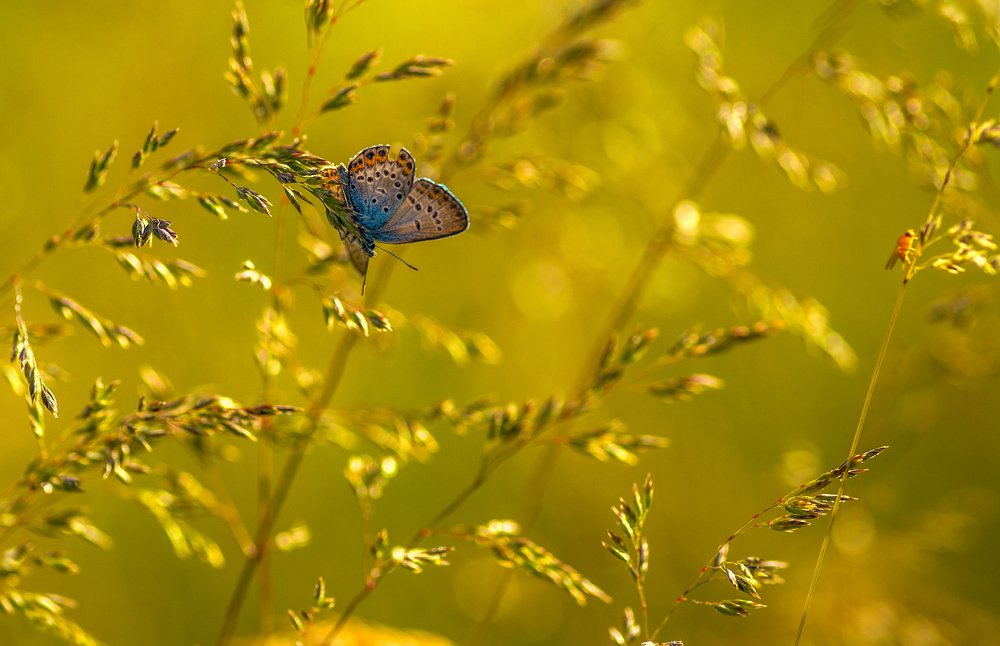 Photograph by Марина Мурашова