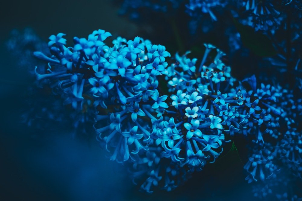 Голубая сирень