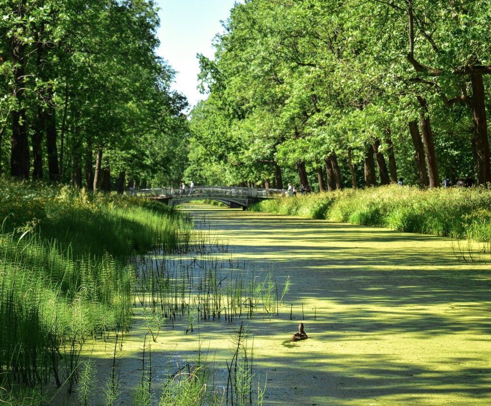 Путешествие утёнка  по водоему