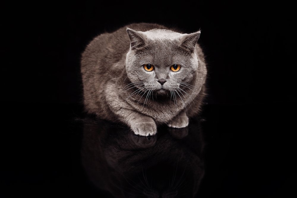 Фотография автора Чихняев Максим